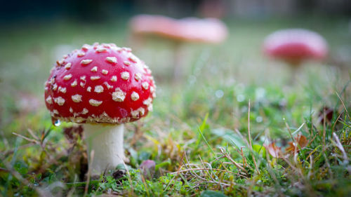 Amanita muscaria - Amanite tue-mouche by Vincent L° on Flickr.