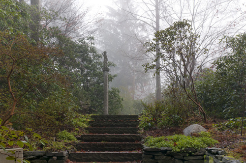 The Glades Woodland Garden in Winter by Scarlet Black