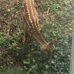 yvessaintlauruncle: a mama deer and her two