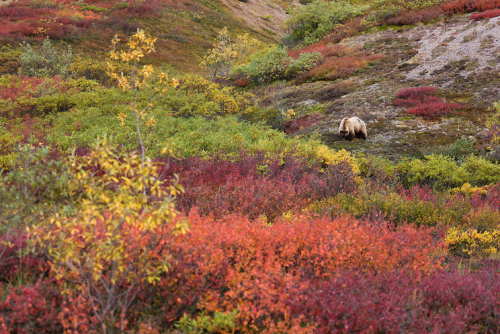 nubbsgalore - grizzly bears in denali national park feed on...