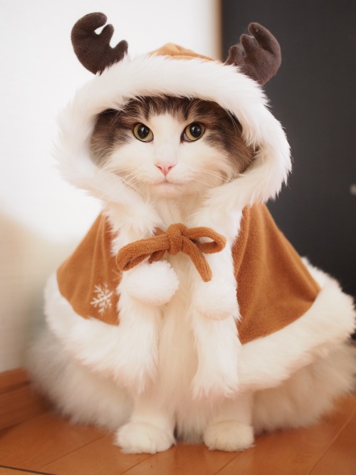 mostlycatsmostly:   ランスロット  Lancelot (via Hioto)