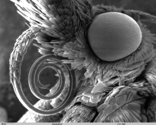 thatscienceguy:Amazing electron microscope imagery! (some of these have been artificially colored)Mo