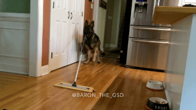 gifsboom:  Video: German Shepherd Helps His Human with Spring Cleaning