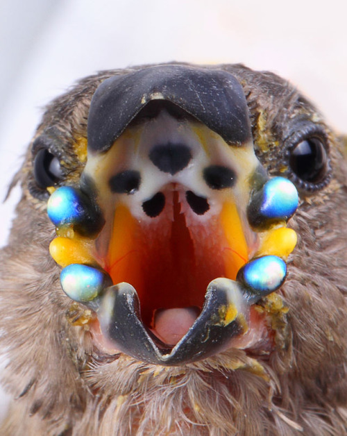 Gouldian finch chicks have pearly nodules on the sides of their mouths. These markings reflect light