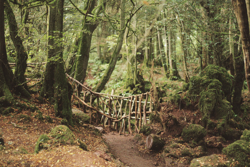 Puzzlewood, Forest of Dean, England