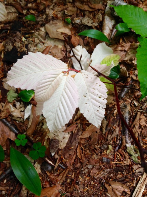 ink-and-pencil: madsciences: arboressence: 2manyplants: 7.2.16 - An albino beech tree sapling! Oh. M
