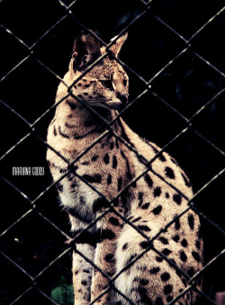 Todos os tamanhos | Zoológico De São Paulo