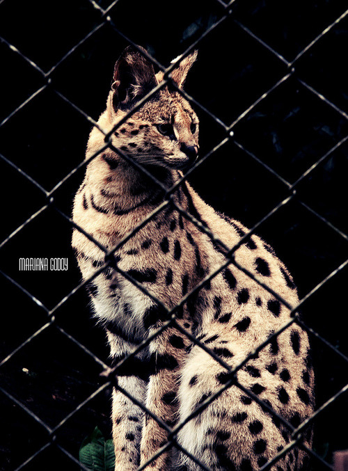 Todos os tamanhos | Zoológico De São Paulo | Flickr – Compartilhamento de fotos!  @weheartit.com http://whrt.it/TyG7fB