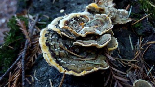 bio-child:  Summary of the fungi found on today’s hike. Lots of slime molds and polypores! Soq