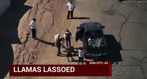 waifus-of-hope:The person who writes news tickers in Sun City, AZ when llamas are let loose one day: