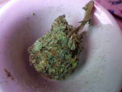 bongl0ve:  My dealer’s weed is always soooo good