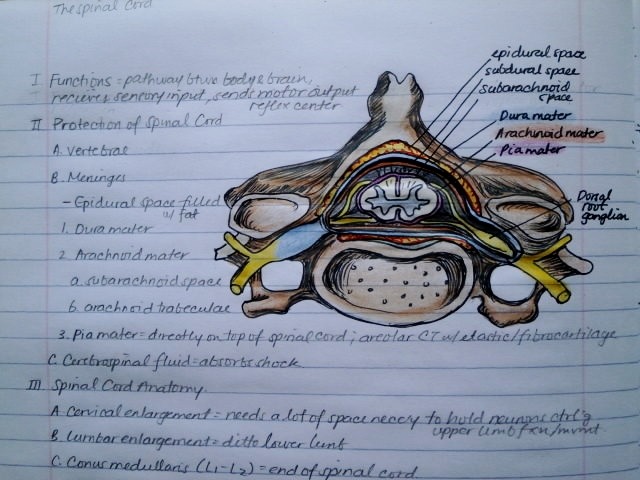 telencefalon:  Anatomy &amp; Physiology Notebook. A few pages from my anatomy
