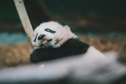 swiftthefox:I got to see some baby pandas this week!