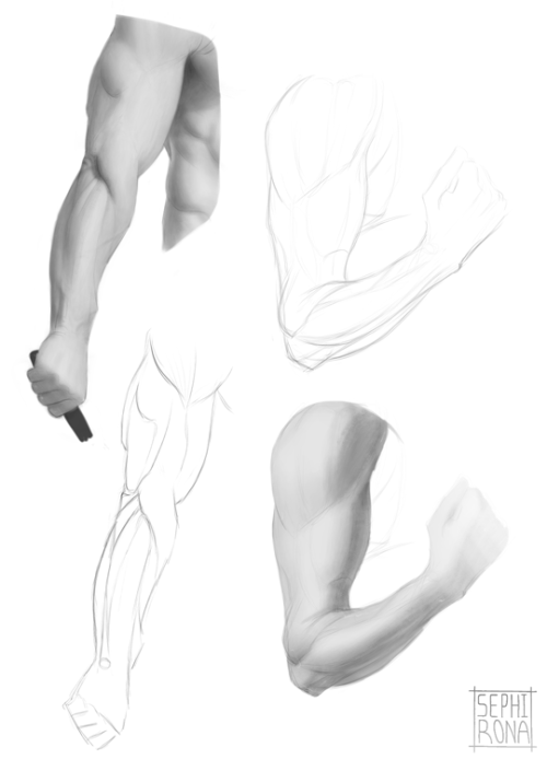 Forearm studies begin~ Going to have to do a lot of these since the forearm muscles are so numerous 