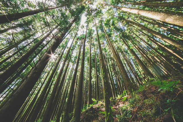 melepeta:  woods by Zanthia on Flickr. 