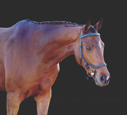 Who needs their horse photographed looking this fabulous? #EyeoftheStorm #horselove #horselover #hor