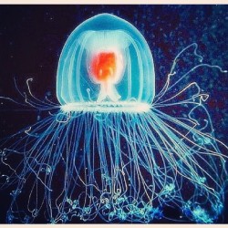 stephanistephani:  The only immortal animal known to man is the Turritopsis Dohrnii Jellyfish. Another reason why jellyfish are my fave #badass #jellyfish #turritopsisdohrnii #immortal #doesntage #spiritanimal