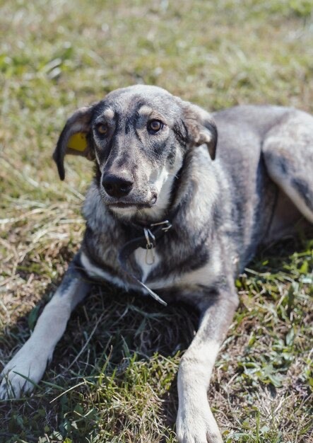 Hi Hello I Give You Tony The Dog. He Starts Following Riff Around At Some Point Post Canon And He Just