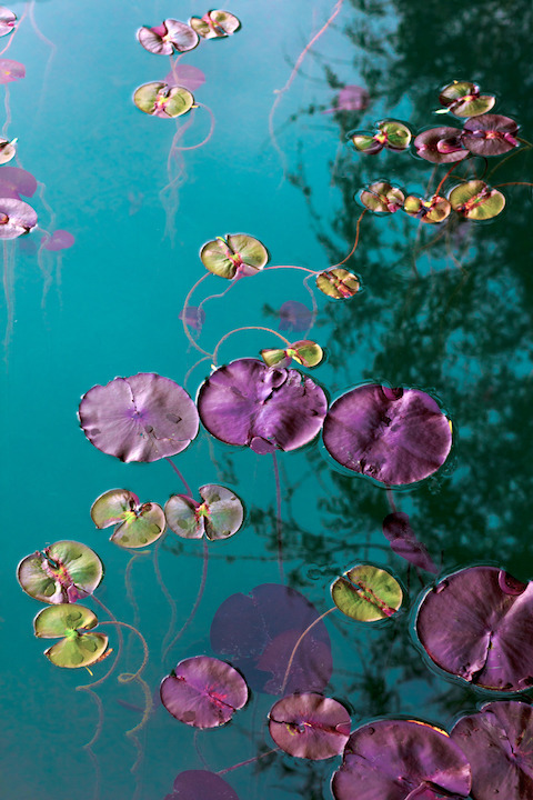 milamai: Monet on my mind II (by Milamai)