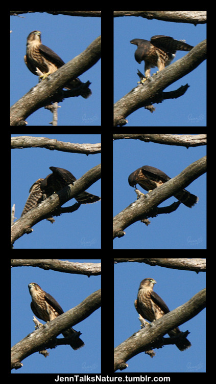 I spent a couple hours this evening watching some baby merlins (Falco columbarius).  They are a