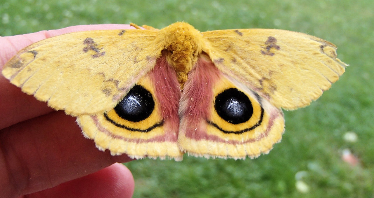 britsnana2:  6/12/15 Lepidoptera - Automeris Species io (Io Moth - Hodges#7746) Other