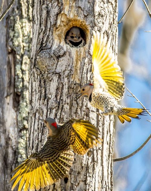 sitta-pusilla:This a photo submitted to Project Feeder Watch by Laura Frazier. The caption said“This