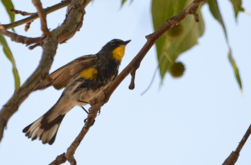 Yellow-rumped warbler (Audubon’s) in Bob Rodrigues’ yard