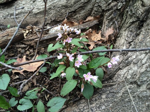 alackofcharacter:More from the walk. From top to bottom:Virginia bluebellWood poppyCutleaf toothwort