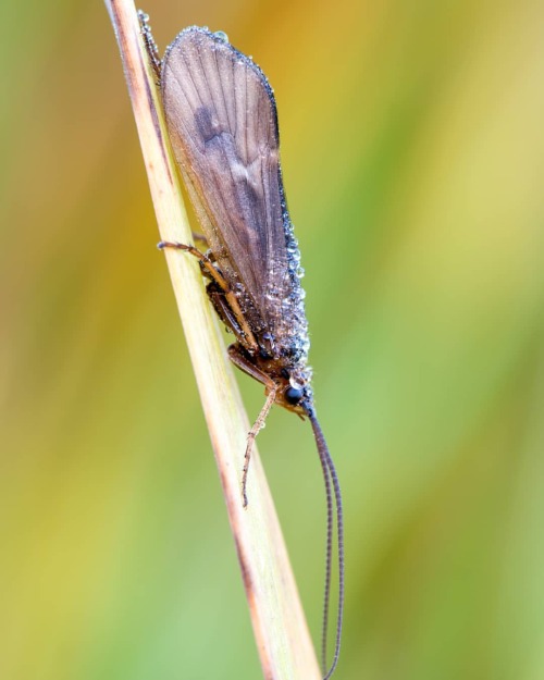 Köcherfliege#sedge #sedge #köcherfliege #flyfishing #flyfiske #fliegenfischen #troutfood #fishfood