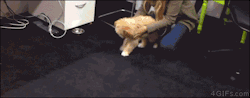 oniongentleman:   4gifs:  The dog shrinking machine. [video]  I just made the most hysterical noise of cuteness overdose. It sounded like an asphyxiating donkey being squashed 
