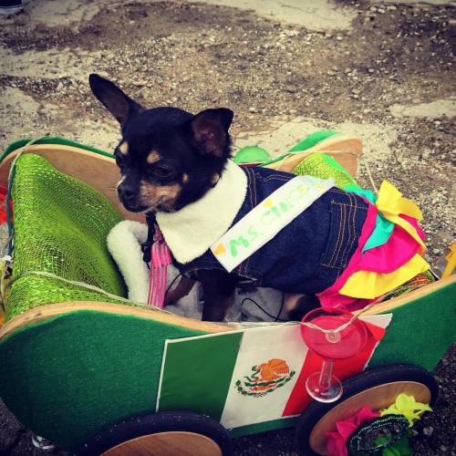 from yesterday: ms. cinco de mayo at #cincodc @thewharfdc #chihuahuaparty