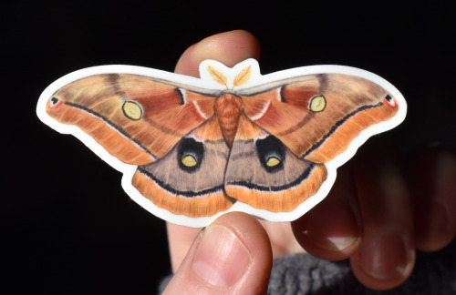 POLYPHEMUS MOTH vinyl stickers, now available in my ETSY SHOP. $3-