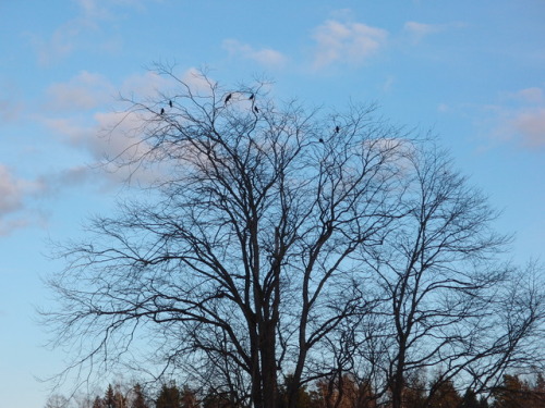 Eurasian jackdaws in a maple