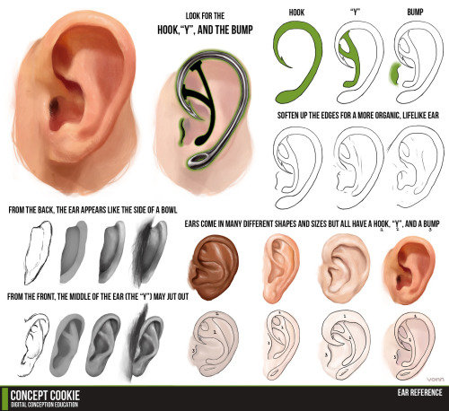 fucktonofanatomyreferences:A gorgeous fuck-ton of human ear references (per request).Sourced by squi