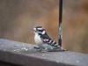 XXX todaysbird:Today’s bird is: Downy woodpecker photo