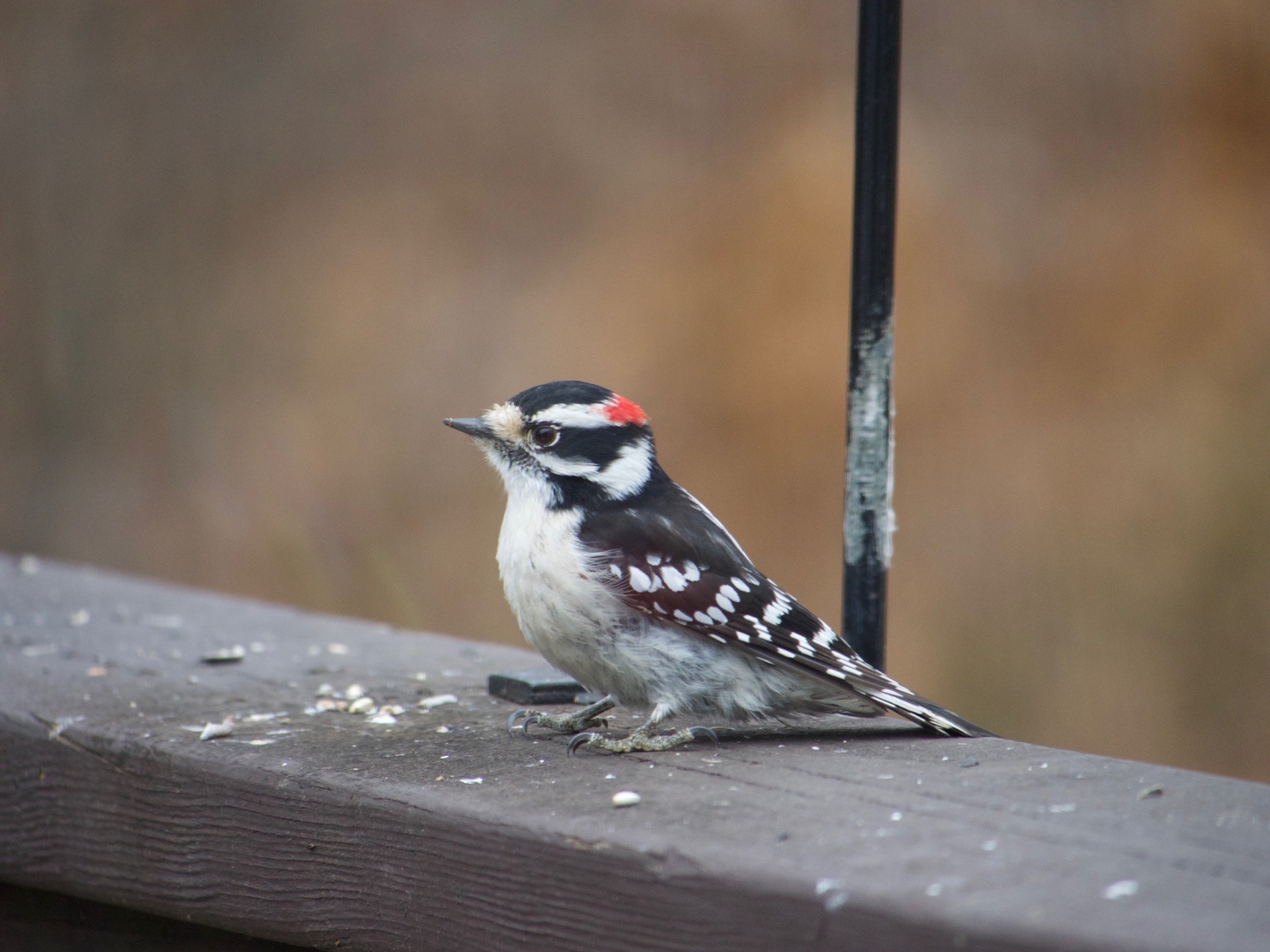 todaysbird:Today’s bird is: Downy woodpecker