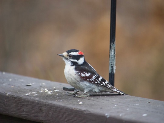 Porn todaysbird:Today’s bird is: Downy woodpecker photos
