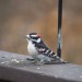 Porn photo todaysbird:Today’s bird is: Downy woodpecker