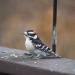 todaysbird:Today’s bird is: Downy woodpecker