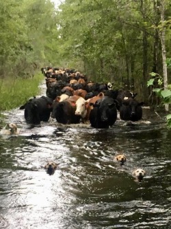 doggos-with-jobs:  Working dogs leading their cattle out of the current flooding to higher ground in Far North Queensland - Australia