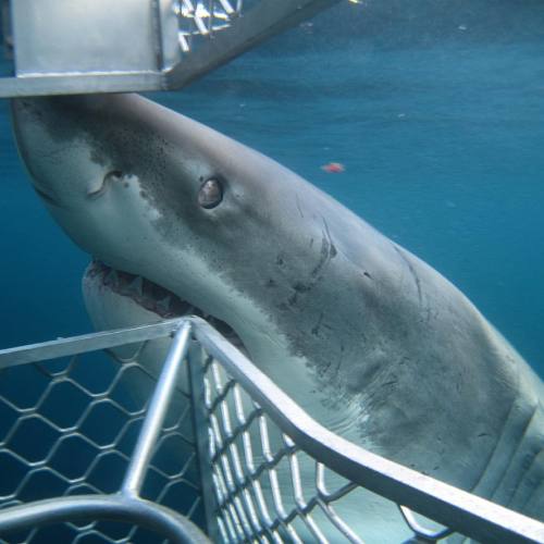 This photo from our archives is a good example of how Great Whites have an eye lid. You can see here