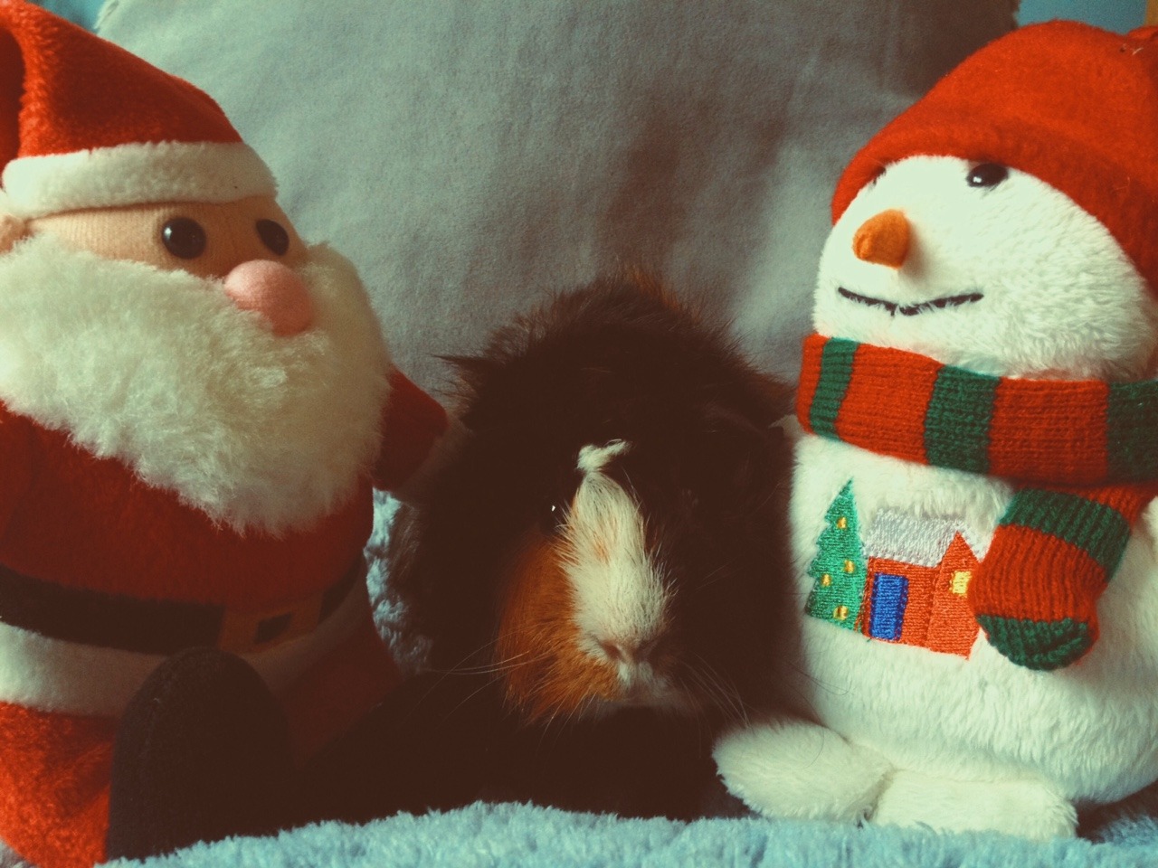 eleanorlouisemills:  Boo is loving life rn. His first christmas🎄🎁🎀💥