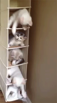 sizvideos:  Kitten hanging out in their own sections of a shoe organizer[video]