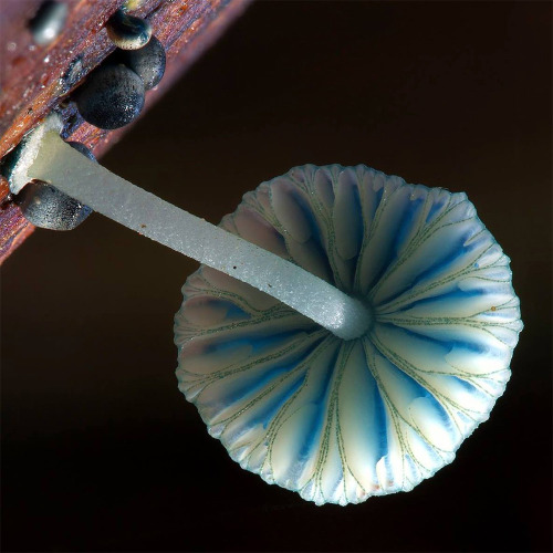 wordsnquotes:culturenlifestyle:Steve Axford Captures New Strange And Undocumented Australian Fungi S