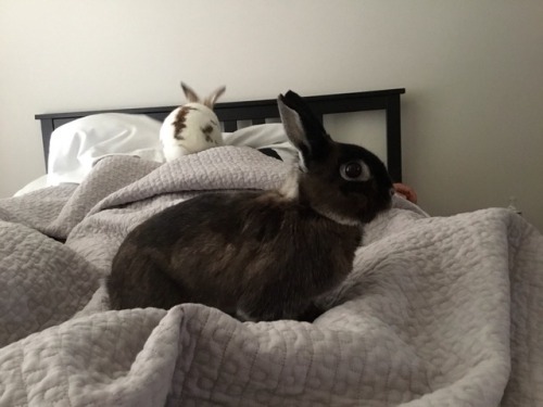 Wake up, it’s BUNDAY!