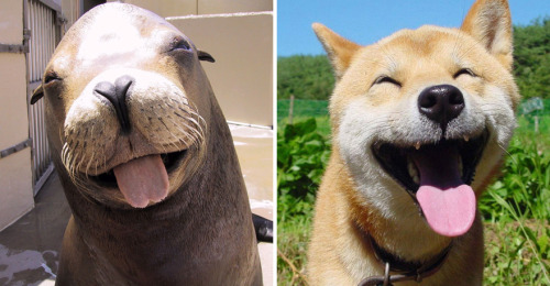 awesome-picz:Seals Are Actually Ocean Puppies.*pinnipeds.  First and last examples are SEA LIONS, I 