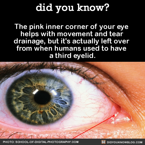 did-you-kno:  The pink inner corner of your eye  helps with movement and tear  drainage,
