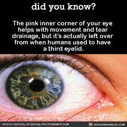 did-you-kno:  The pink inner corner of your