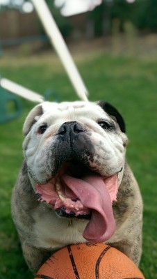 English Bulldog Love