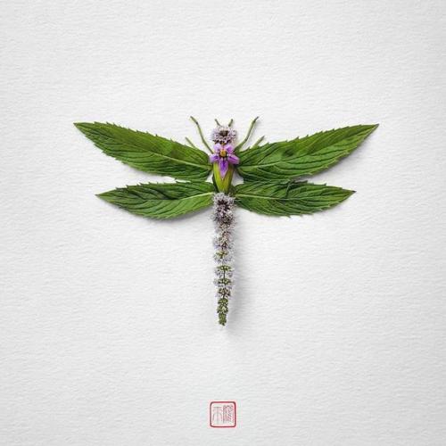 pr1nceshawn:Natura Insects – The delicate floral compositions by Raku Inoue.